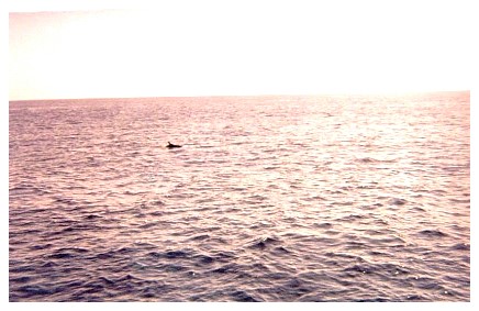 whwa4_37.jpg